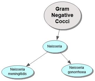Gram Negative Cocci Concept Map