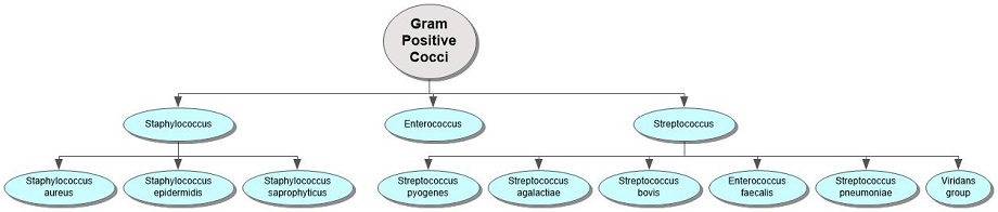 Gram Positive Cocci Concept Map