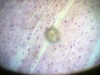cardiac-muscle-2