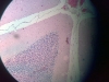 cerebellum-3