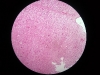 cerebral-cortex-1