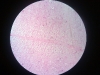 cerebral-cortex-2