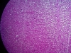 cerebral-cortex-7