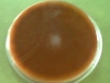 chocolate-agar-1