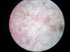 loose-aerolar-connective-tissue-1