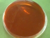 mac-conkey-agar-1