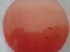 mac-conkey-agar-3