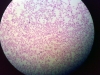 sensory ganglia