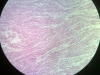 smooth-muscle-1