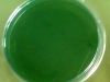 tcbs-1