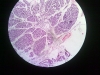 testes-5