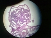 testes-6