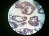 testes-7
