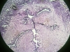 oviduct-3