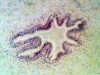 vas-deferens