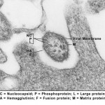 Measles virus