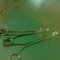 Desjardin’s Choledocholithotomy Forceps Desjardin’s Choledocholithotomy Forceps