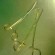 Kocher’s Forceps Kocher’s Forceps