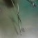 Rampley’s Sponge Holding Forceps Rampley’s Sponge Holding Forceps