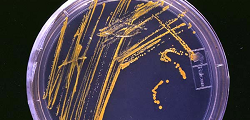 microbiology