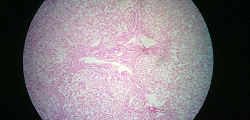 pathology