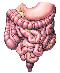 gi tract