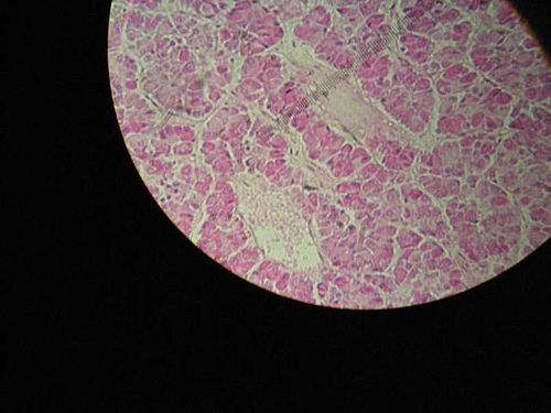 endocrinology