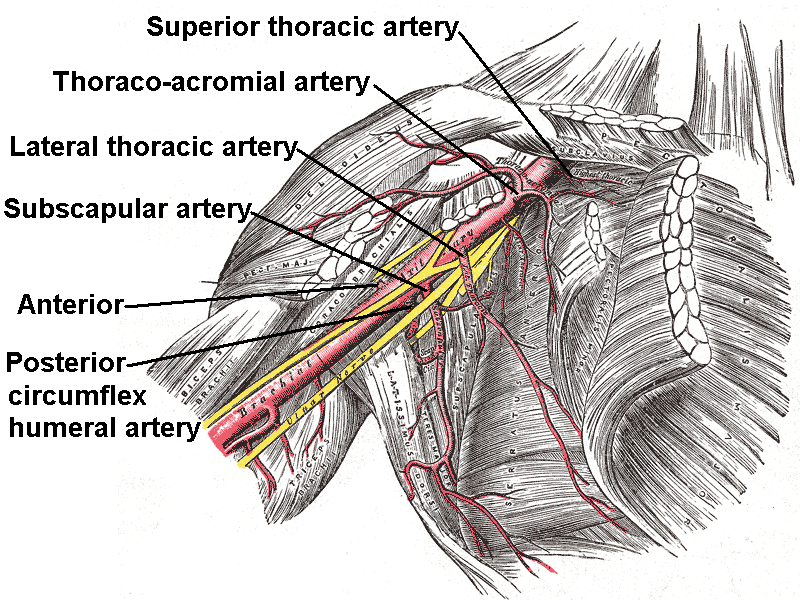 Axillary_branches