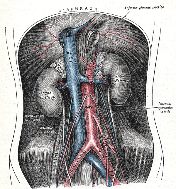 abdominal aorta