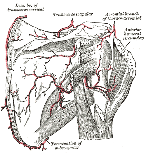 ant post circumflex humeral arteries