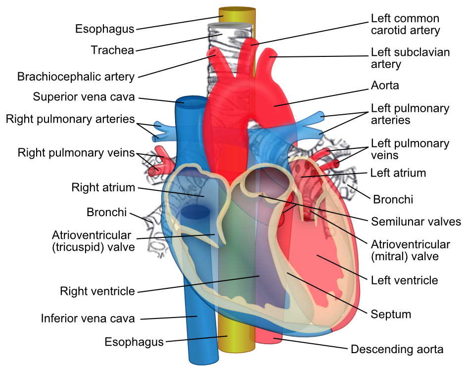 ascending arch of aorta