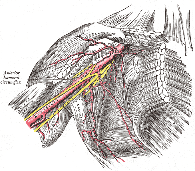 axillary and subclavian artery