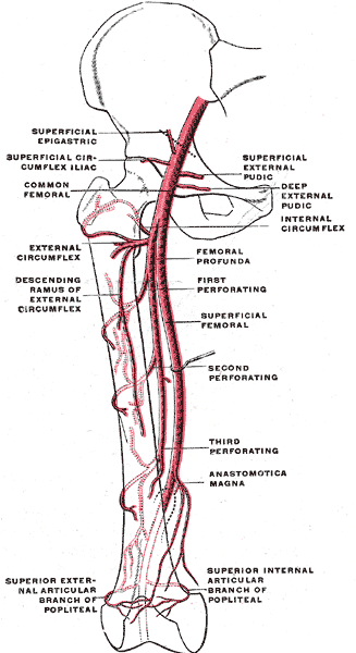 branches of femoral artery