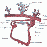Derivatives of Endoderm (Embryonic Period)