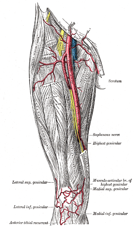 femoral artery