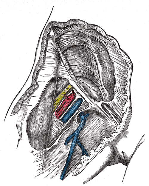 femoral shealth