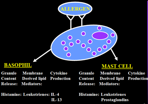 asthma pathophysiology