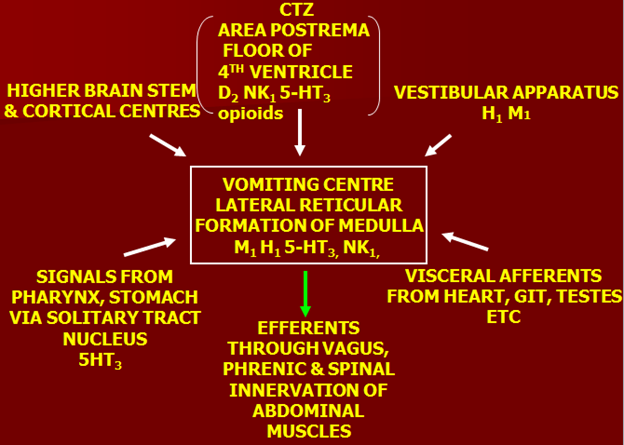 vomiting mechanism