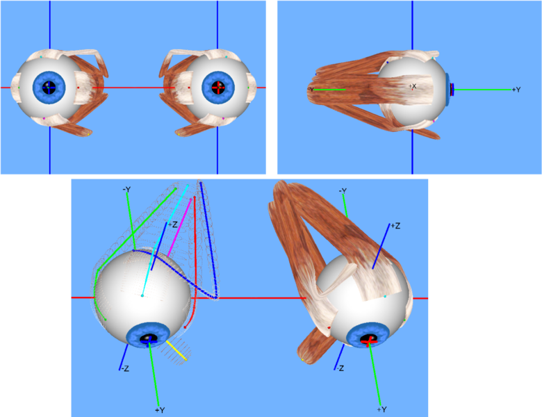 Extraocular muscles