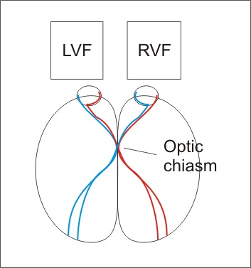 visual field
