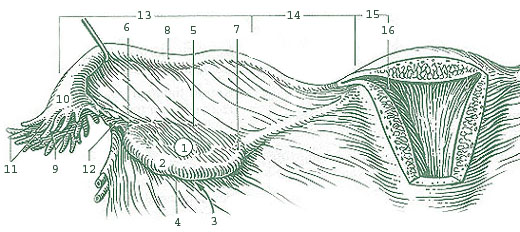 ovary