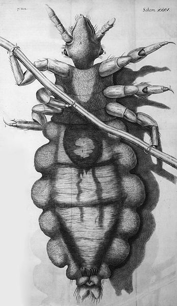 louse