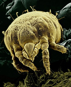 mites