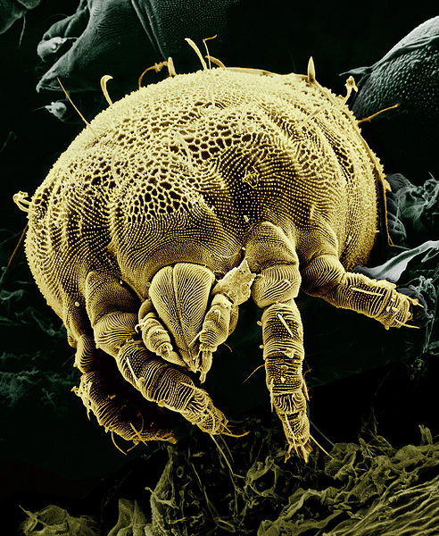 mites