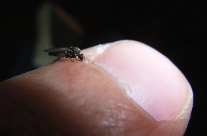 sandfly