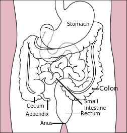 stomach, colon, rectum