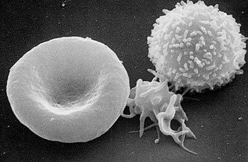 Red and white blood cell