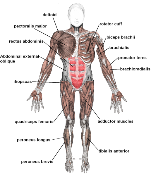 bone, muscles, joints