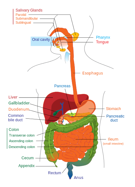Digestive system
