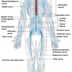 Acoustic Neuroma